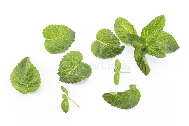 Fresh Mint Isolated on White Stock Photo Image of peppermint, healthy