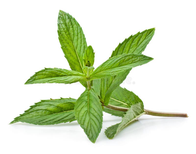 Fresh mint stock image. Image of botanical, freshness 36750115