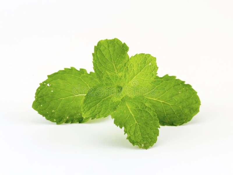 Fresh mint stock image. Image of healthy, isolate, nature 42878095