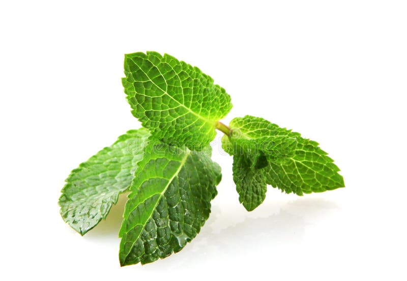Fresh Mint Leaf stock image. Image of balm, flavor, isolated 131256743