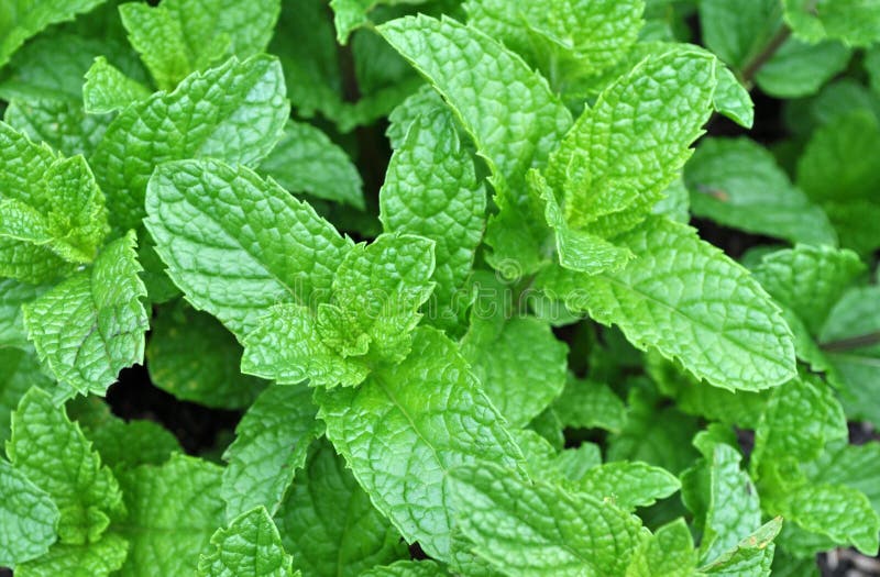 Fresh Mint Leaves stock photo. Image of herb, herbal 18747962