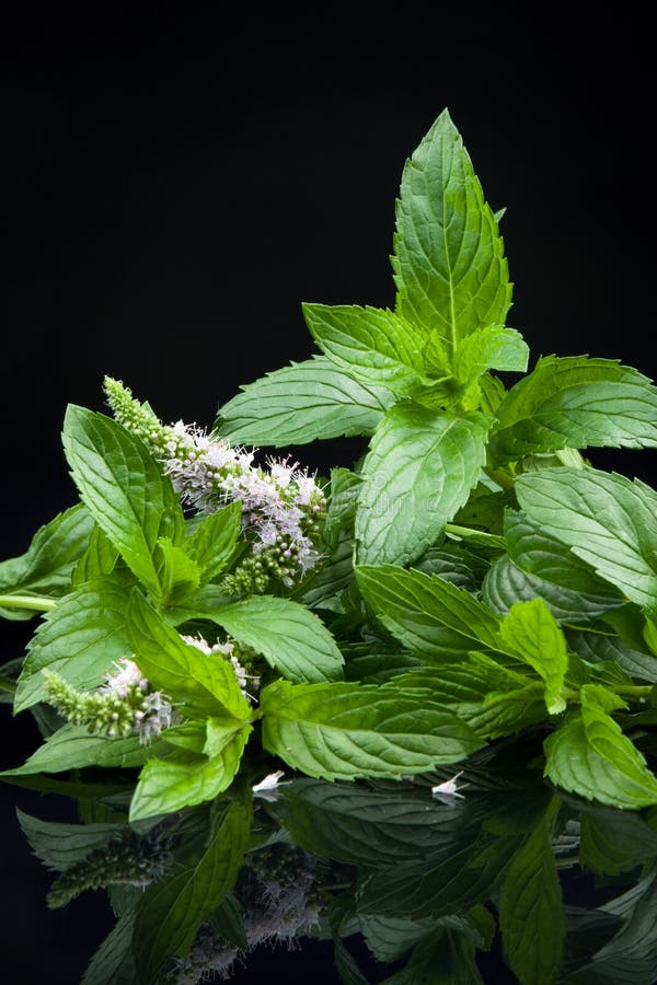 Fresh mint leaves stock image. Image of mint, food, close 14273221