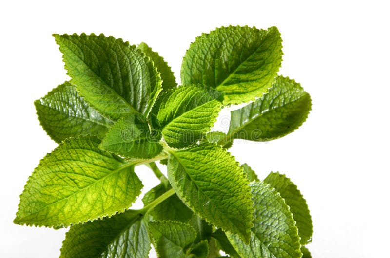 Fresh Mint Leaves stock image. Image of unique, herb - 22666653