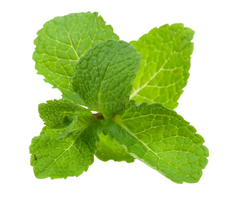 Fresh mint leaves stock image. Image of mint, food, close 14273221