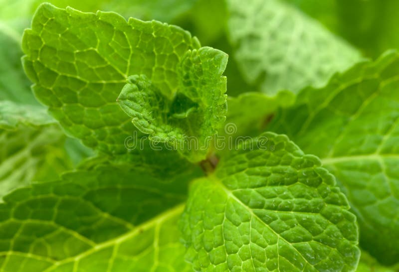 Fresh mint leaves stock image. Image of mint, food, close 14273221