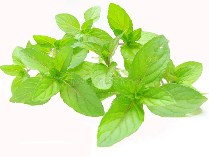 Fresh mint leaves as herbal spice to tea