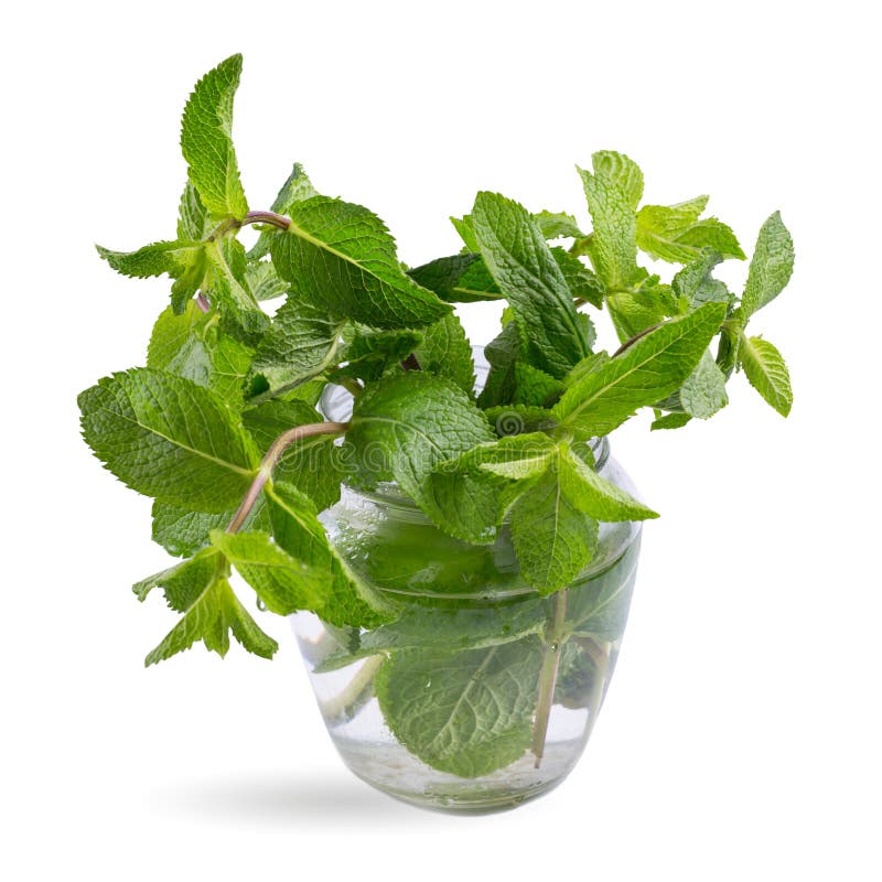 Fresh Mint Leaves in a Glass Jar Isolated on White Background Stock