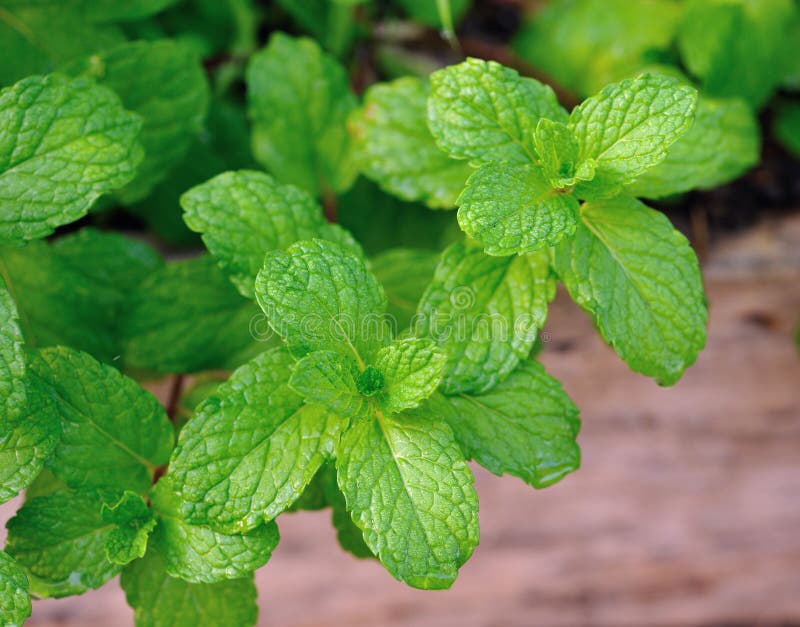 Mint plant stock image. Image of spearmint, nature, light 51372041