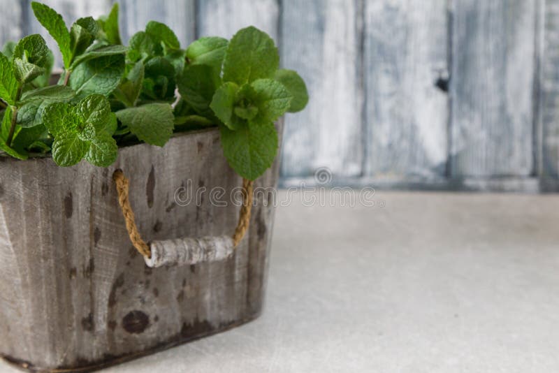 Fresh Mint Leaves Herb. Selective Focus, Copy Space Stock Photo Image