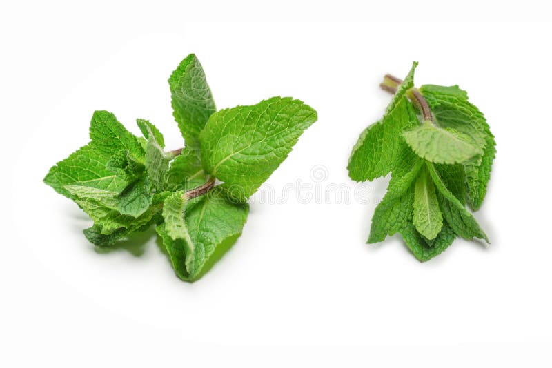 Fresh Mint Leaves Isolated on White Background Stock Photo Image of
