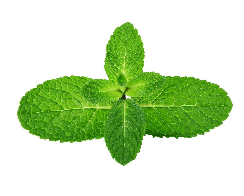 Fresh Mint Leaves Isolated on White Background. Stock Image Image of