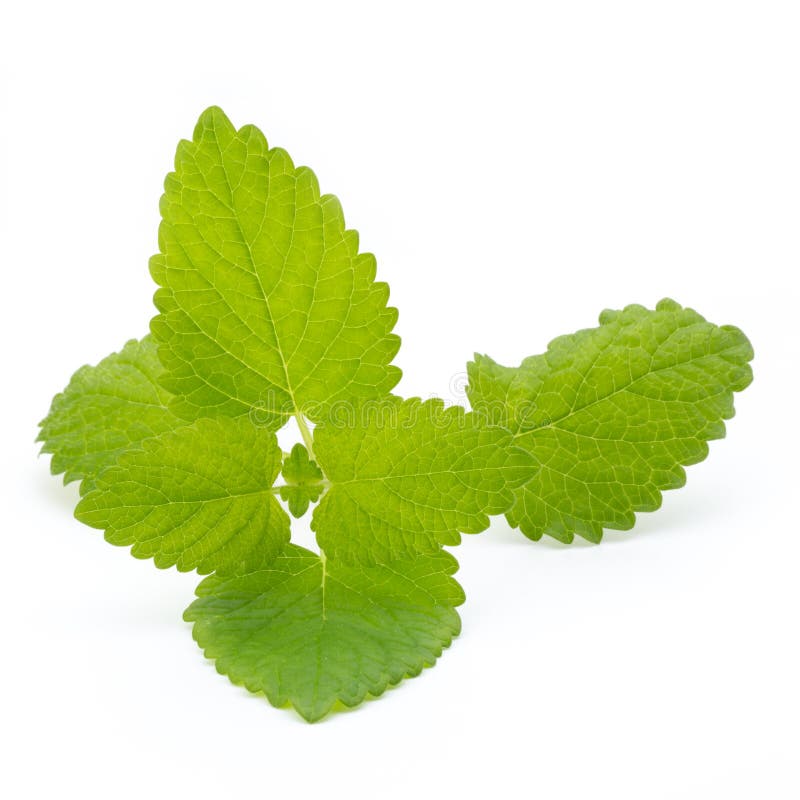 Fresh Mint Leaves Isolated on White Background. Stock Image Image of