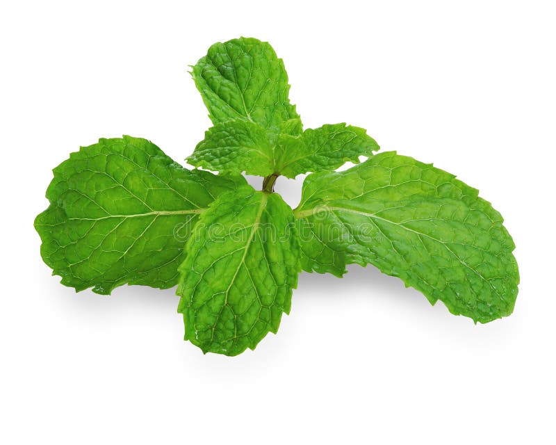 Fresh mint leaves stock image. Image of background, mint 76176285