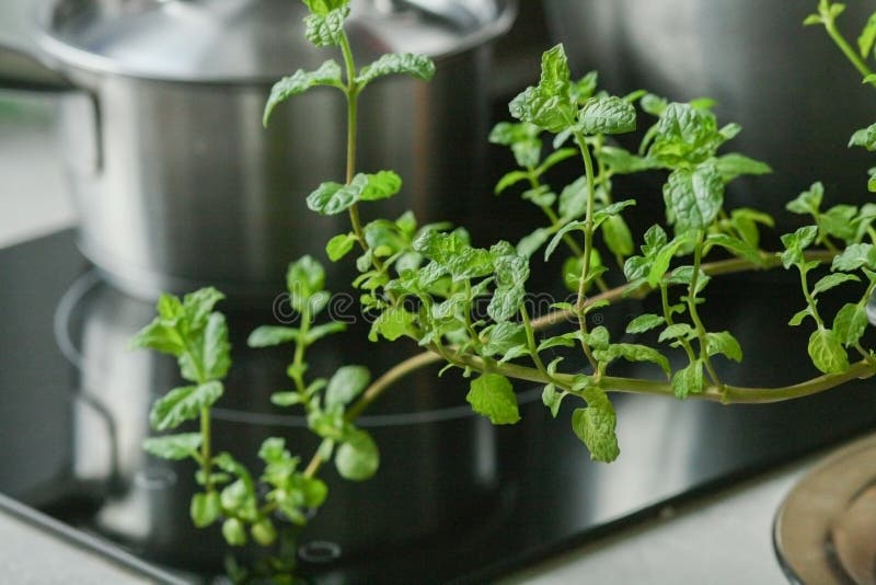 Fresh Mint Leaves on the Kitchen Stock Image Image of herb, aromatic