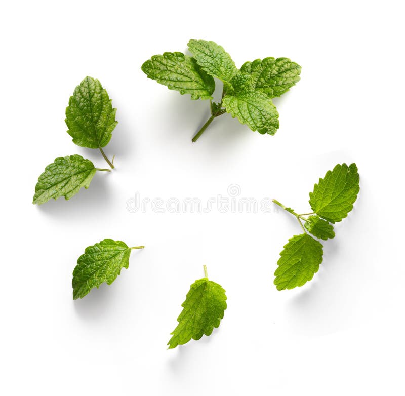 Fresh Mint Leaves with Real Transparent Shadow Isolated on Transparent