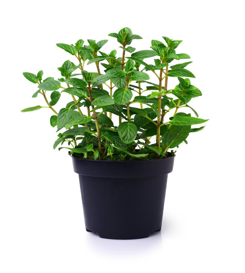 Fresh Mint Plant in a Black Pot Stock Image Image of aromatherapy