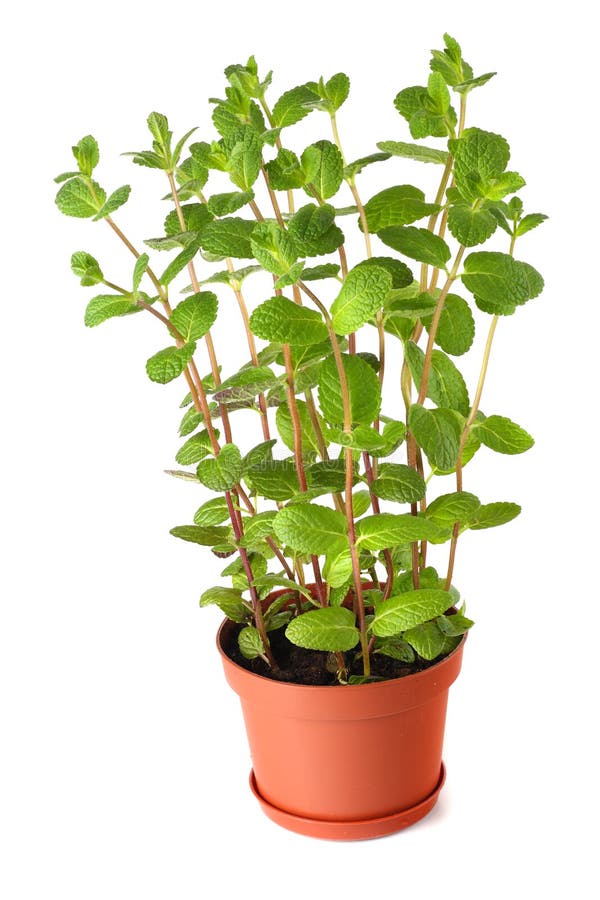 Fresh Mint Plant in a Pot Isolated on White Stock Photo Image of