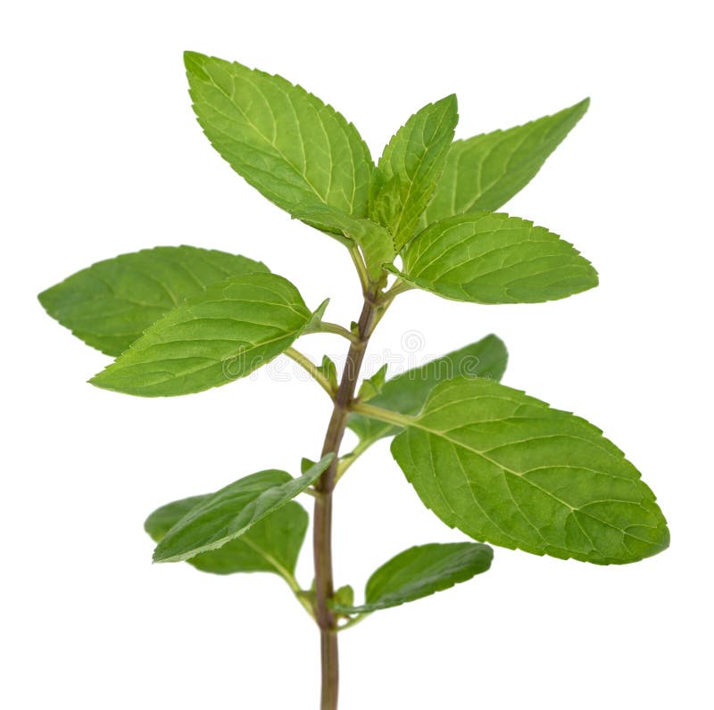 mint sprigs mint sprigs