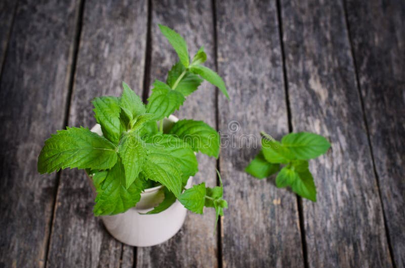 mint sprigs mint sprigs
