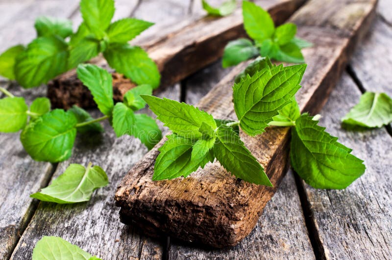 mint sprigs mint sprigs
