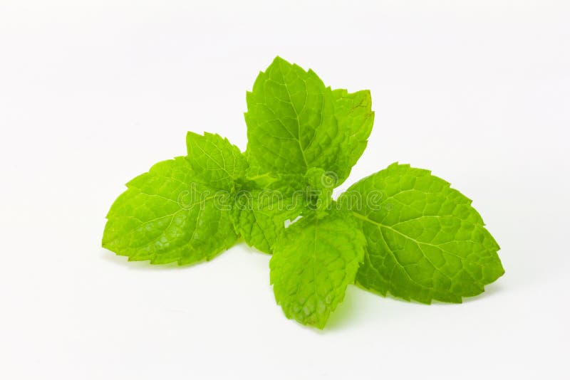Fresh mint on white stock image. Image of freshness, cook 77985019