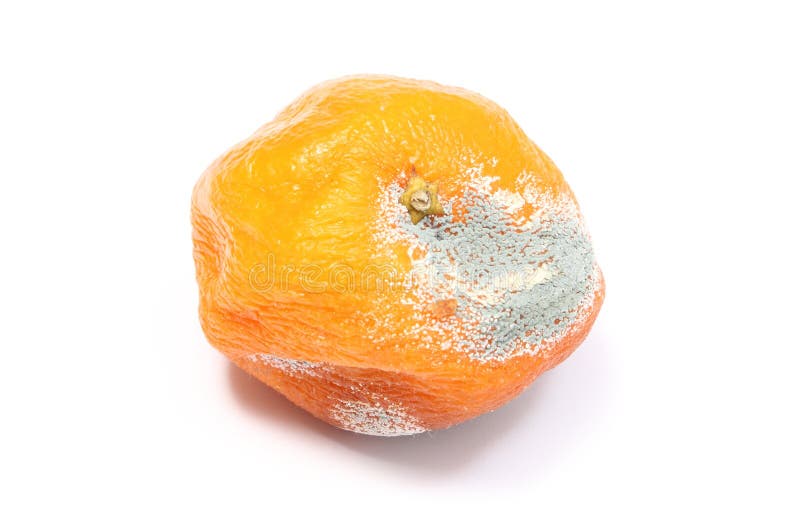 Fresh And Moldy Mandarins On White Background Stock Photo Image of