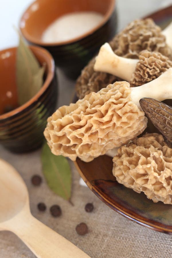Fresh morel mushrooms stock photo. Image of cook, forest 40207442