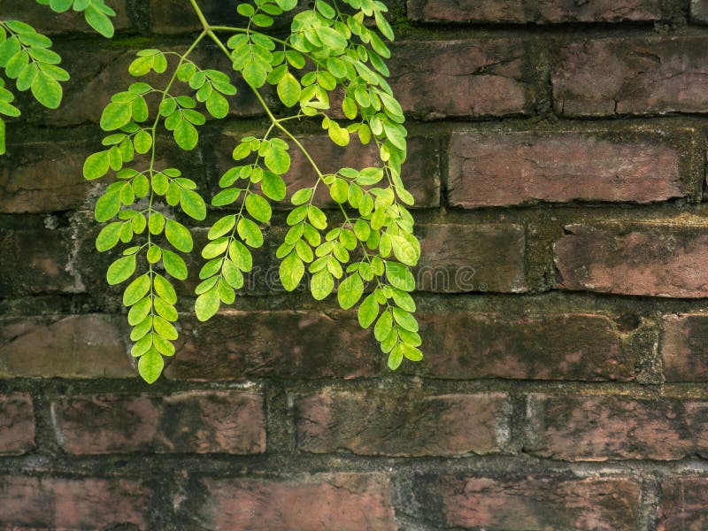 Fresh Moringa Leaves. Brick walls are covered with leaves of Sajna tree. Green grass seamless pattern texture stock image