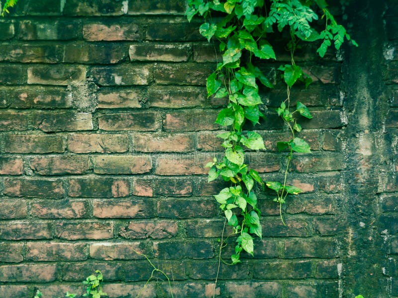 Fresh Moringa Leaves. Brick walls are covered with leaves of Sajna tree. Green grass seamless pattern texture royalty free stock image