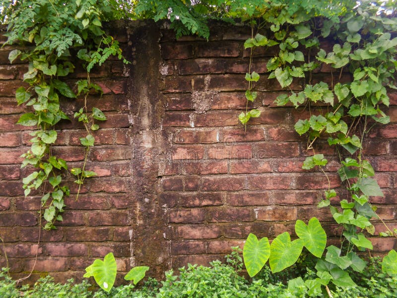 Fresh Moringa Leaves. Brick walls are covered with leaves of Sajna tree royalty free stock photography