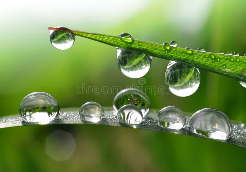 Fresh morning dew