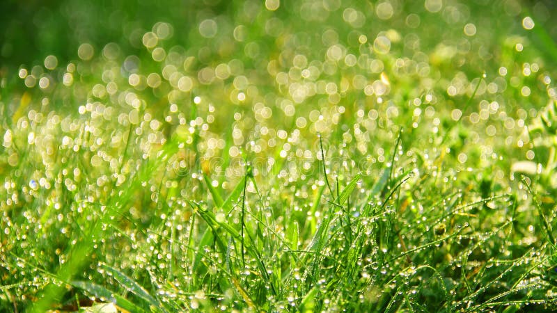 Macro of dew drops on blades of grass in bright morning sunlight. Macro of dew drops on blades of grass in bright morning sunlight