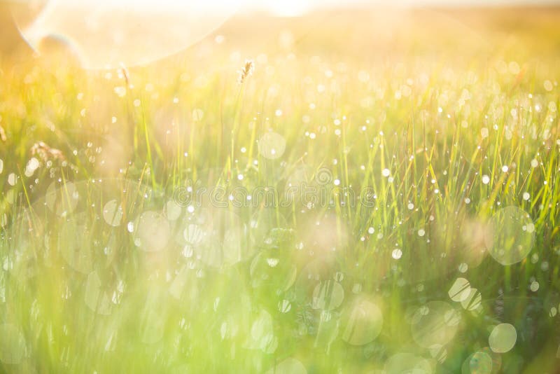 Fresh Morning Dew On Spring Grass Natural Background Stock Photo