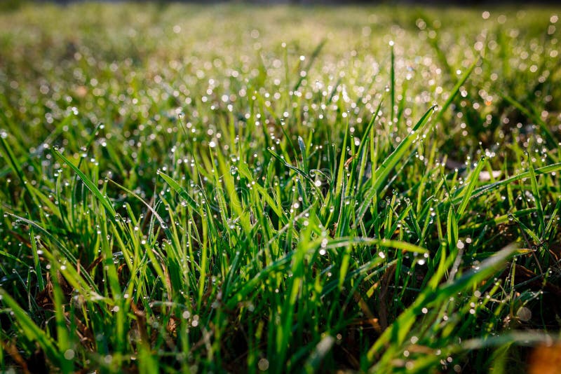 Fresh morning dew on spring grass, natural background - close up