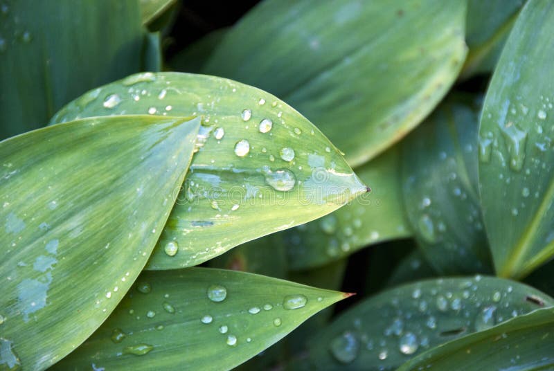 Morning dew on the spring leaves. Morning dew on the spring leaves