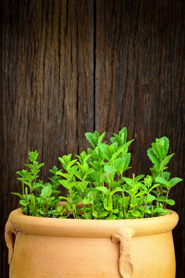 Fresh Moroccan mint herb on a pot