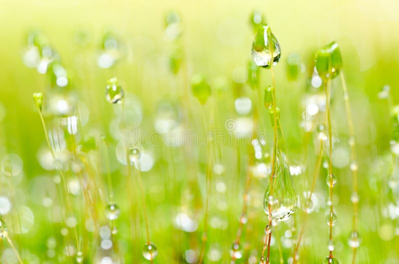 Fresh moss and water drops in green nature