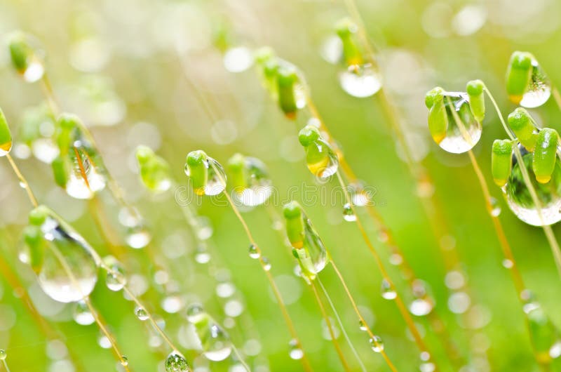 Fresh moss and water drops in green nature