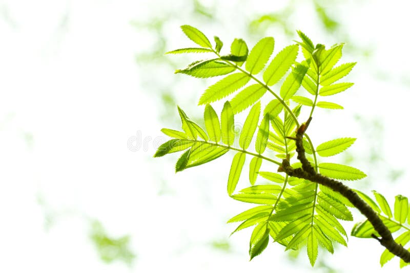 Fresh mountain ash leaves in forest