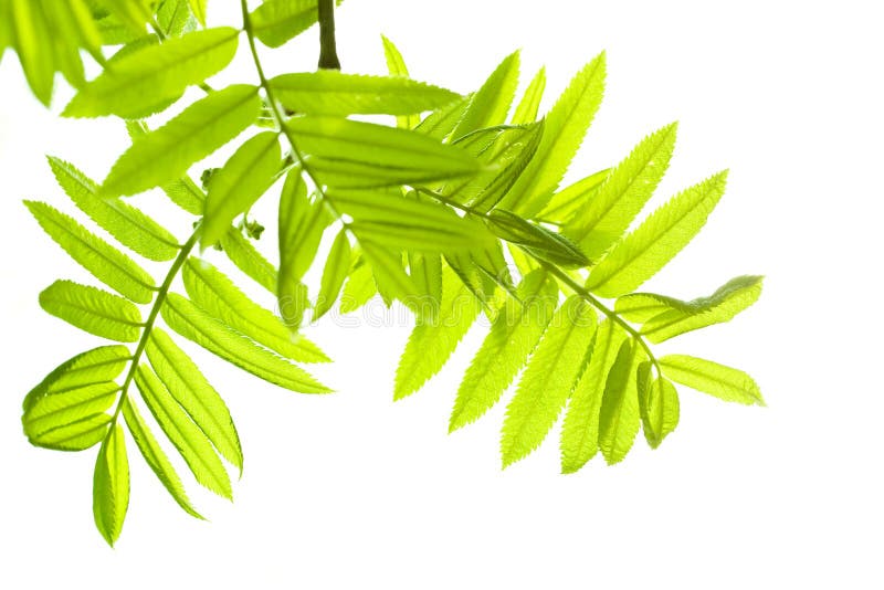 Fresh mountain ash leaves in forest