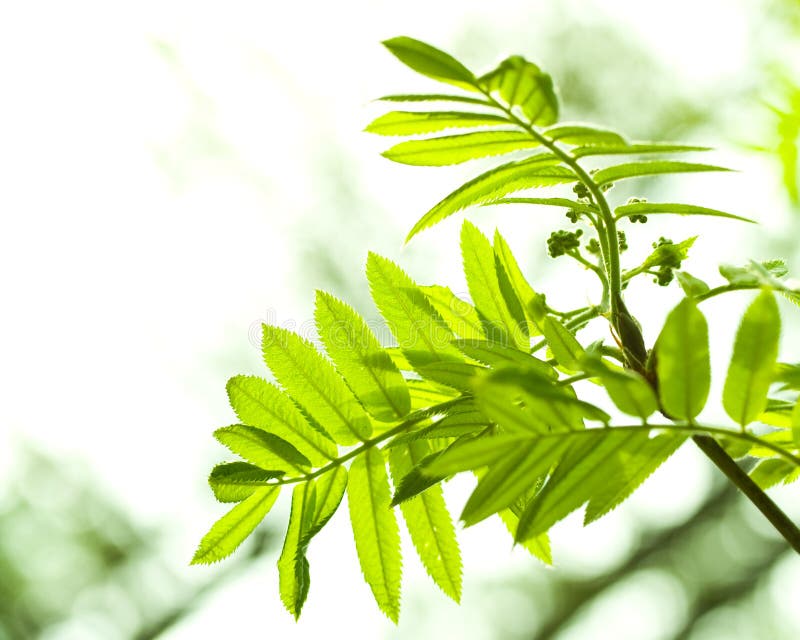 Fresh mountain ash leaves in forest