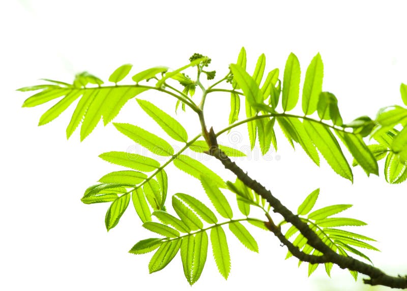 Fresh mountain ash leaves in forest