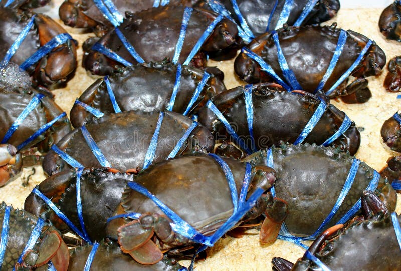 Mud crabs background royalty free stock photos Mud crabs background royalty free stock photos