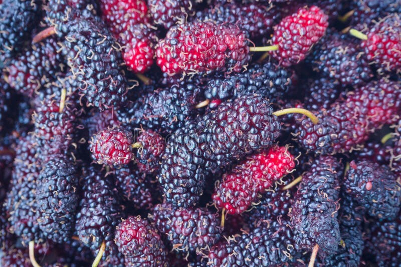 mulberry fresh fruit