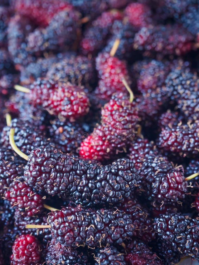 mulberry fresh fruit