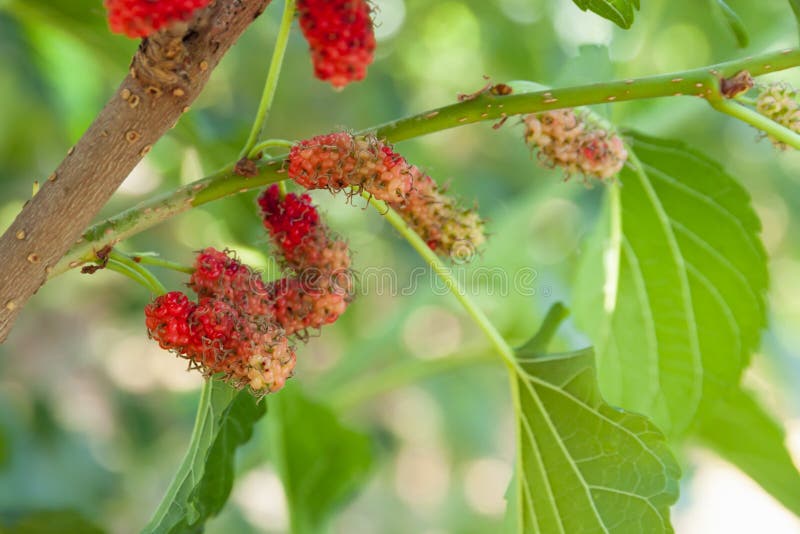 Fresh Mulberry Fruit on Tree Stock Photo Image of mulberry