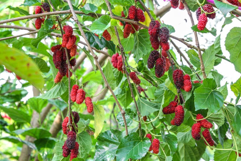 mulberry fresh fruit