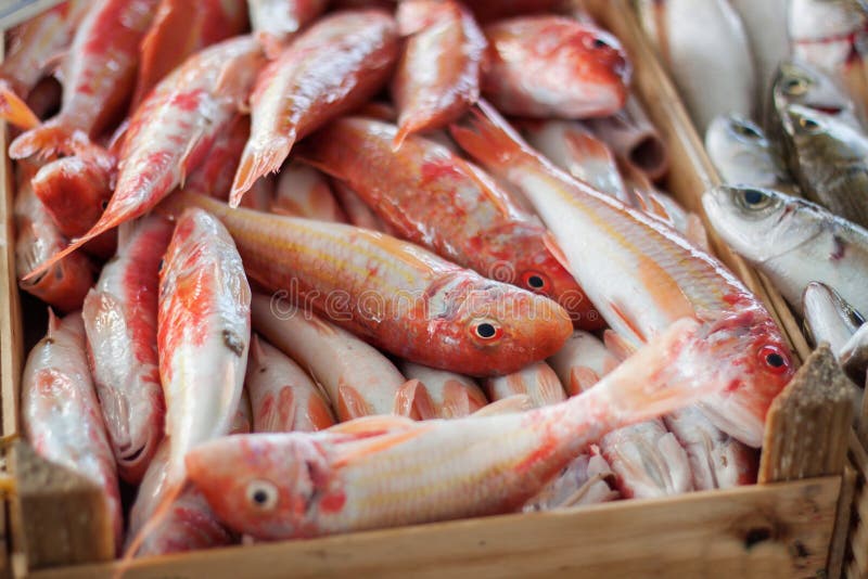 Fresh mullet fish in box