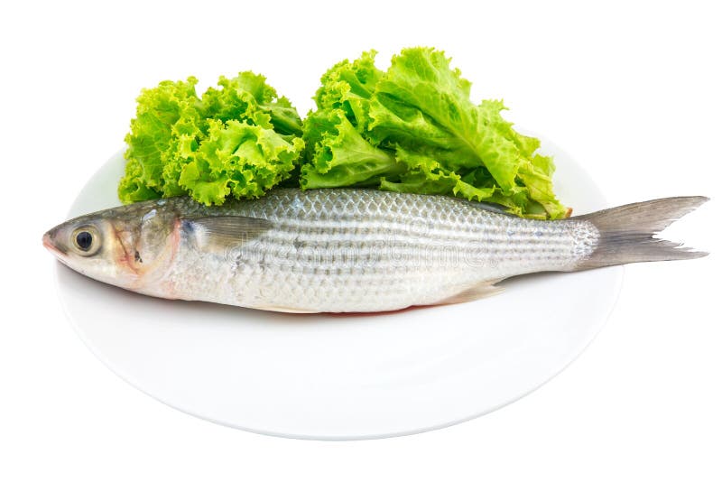 Fresh mullet fish with Lettuce stock image