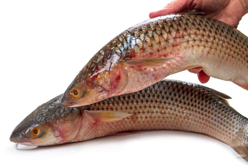 Fresh mullet in hand stock image